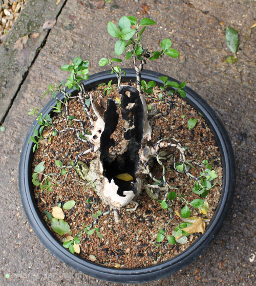 privet bonsai